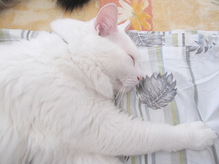 Close-up of a white cat sleeping on a bed. Pink nose and ears, closed eyes. Albino cat. Flower motif in the sheets.