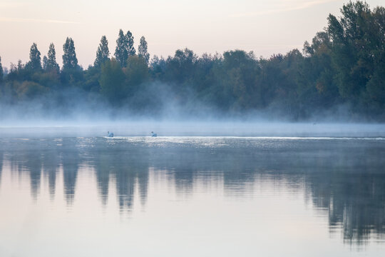 Misty morning with swans in the lake © Martina Fröhnert