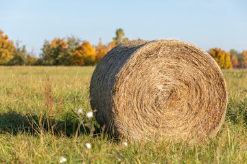 hay bales in the field