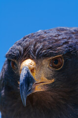 Golden Eagle in a close up