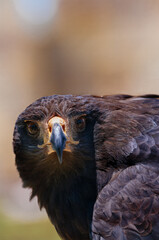 Golden Eagle  looking straight ahead