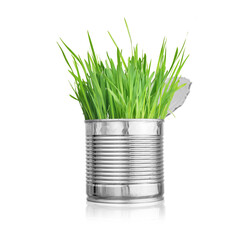 Fresh green grass in can. Isolated