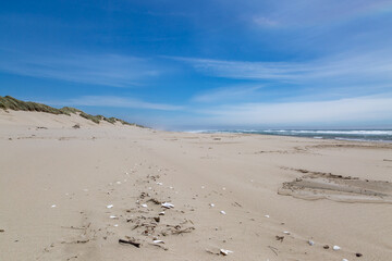 Looking along a vast sandy beach along the Oregon coast, with a blue sky overhead