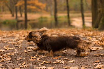 Pedigree Long-haired dachshund of brown color runs on golden oak leaves. Walking with pet.Orange golden autumn autumn concept