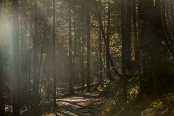Obraz premium Bergwald im Gegenlicht