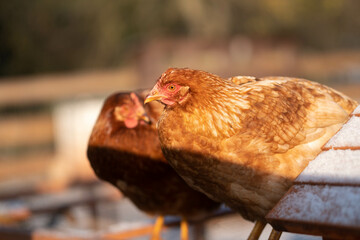 Two Red Hens in the snow. Free Range and Organic breed Hen. Eco farm domestic bird.