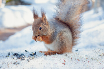 fluffy squirrel eats seeds in winter forest