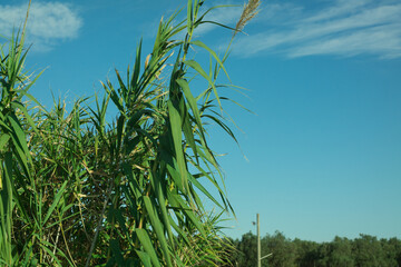 canneto