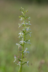 Platanthera bifolia white wild lesser butterfly-orchid flowers in bloom, beautiful meadow flowering orchids plants