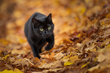 Black cat walking in an autumn forest 