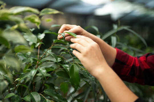 Anonymous woman hands care by ficus leaves in greenhouse.