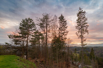 group of trees against colorful sky