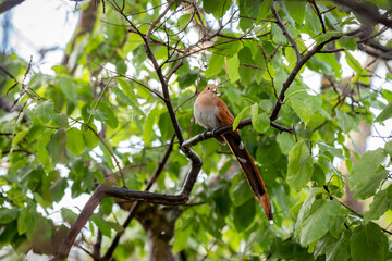 Bird (Piaya cayana) perched on branch of rainforest tree in selective focus.