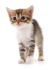 Obraz premium Kitten on white background.
