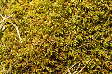 Closeup photo of green moss.