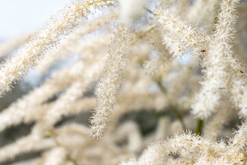 Flowers of Aruncus dioicus in a garden.