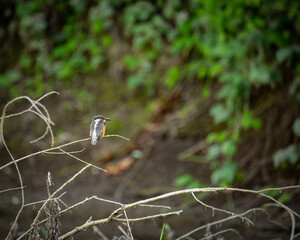 Zimorodek - Kingfisher © Pawel