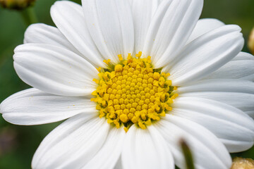 Fototapeta premium White and yellow Bellis perennis flowers.