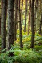 Obraz premium Las - Forest