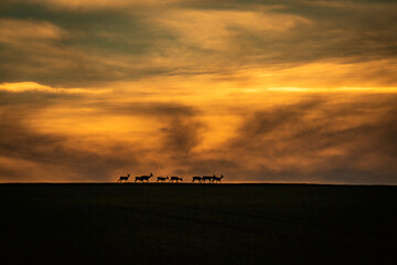 Sarny - Sarna - Roe - Roedeer © Pawel