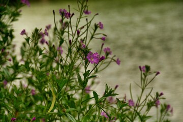 Blüten