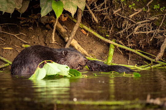 Bóbr - Beavers © Pawel