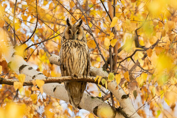 Sowa - Uszatka - Long Eared Owl