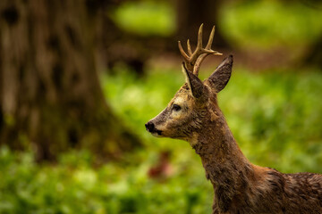 Sarna - Roe deer © Pawel