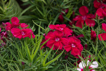 Flowering grass. Dianthus chinensis, commonly known as rainbow pink or China pink .