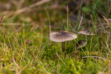 Dark grey mushrooms in a grass field.