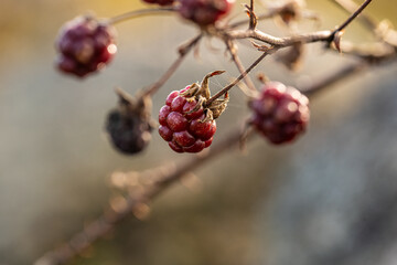 Rubus brambles hanging from a branch.