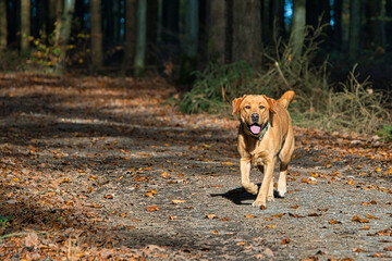 Fototapeta premium Labrador