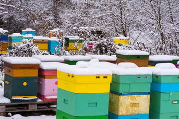 Pasieka ( apiarium)  wczasie zimowej hibernacji . Ule pod śniegiem . - obrazy, fototapety, plakaty