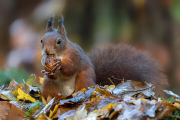 Naklejka na ściany i meble Cute hungry Red Squirrel (Sciurus vulgaris) eating a nut in an forest covered with colorful leaves. Autumn day in a deep forest in the Netherlands. 