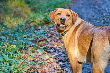 Labrador