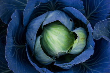 head of cabbage with dew drops,  growing on farm field