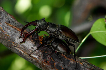 pair of stag beetles mate on tree, natural background with insect and plants

