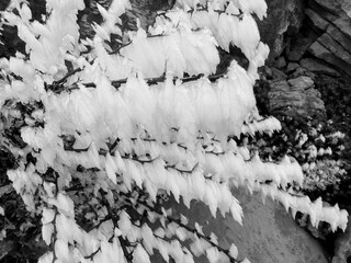 rime formation on plants and trees due to the change in the moisture balance in the air