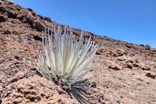 Hawaii - Big Island - Silberschwert - Silversword 