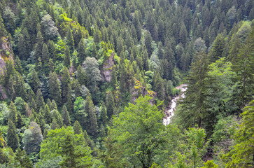 pine tree in the mountains