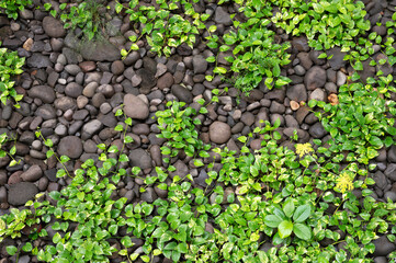 Stone with green leaf background