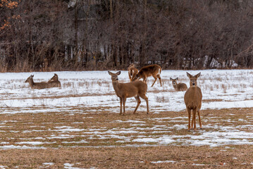 Urban White-tailed Deer Herd Feeding And Resting In The Snow In February