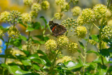 Red admiral butterfly (Vanessa Atalanta) perched on hedge (hedera helix) in Zurich, Switzerland