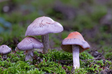 Braunvioletter Dickfuss CORTINARIUS ANOMALUS