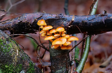 Samtfussrübling (FLAMMULINA VELUTIPES)  © Gerhard