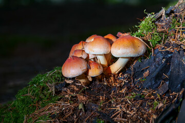 Ziegelroter Schwefelkopf (HYPHOLOMA LATERITIUM)
