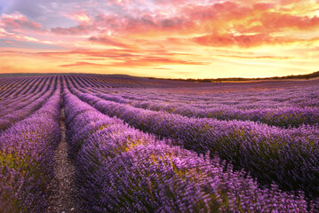 Fototapeta na wymiar Lavender field at sunrise in Provance