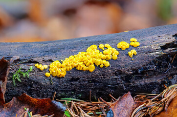 Zitronengelber Reisigbecherling  CALYCINA CITRINA) am Baumstamm 