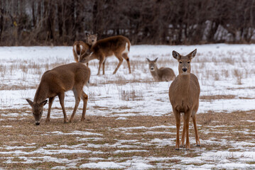 Urban White-tailed Deer Herd Feeding And Resting In The Snow In February