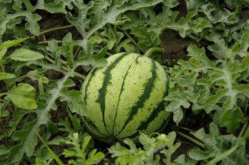 Ripe striped watermelon in the garden. Close-up. Selective focus.